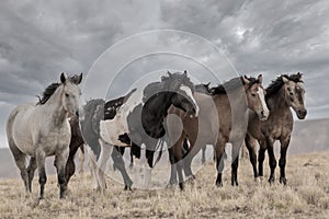 Wild Stallion Washakie and his mares photo