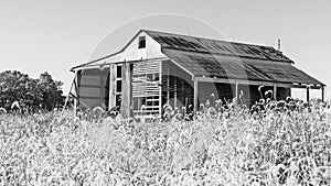 Battered old barn with crops in black and white