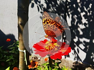 Butterfly,  flower, love photo