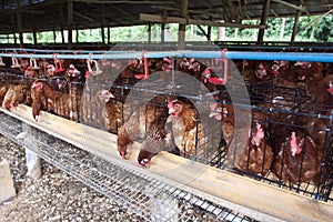 Battery hens in small cages