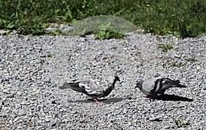 The battle for bread, the dove vs pigeon