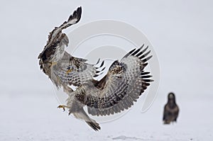 Battle between buzzards