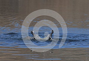 Battle of the coots