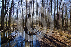 Battle Creek Cypress Swamp