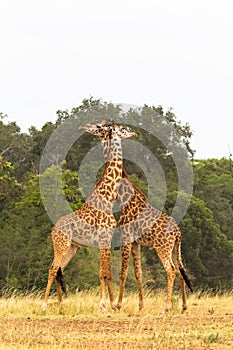 The battle of giraffes. Kenya, Africa