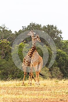 The battle of giraffes. Neck instead of fists and teeth. Masai Mara, Kenya