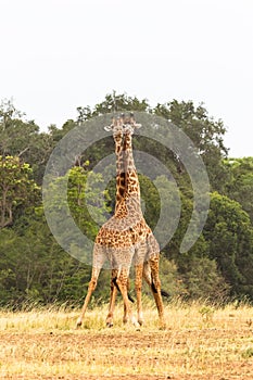 The battle of giraffes in the savannah. Masai Mara, Kenya