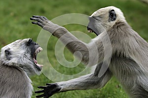 Batalla de monos 