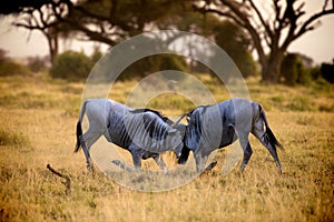 Battle on the plains of the Amboseli