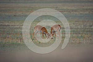 The battle of a powerful males during the rut