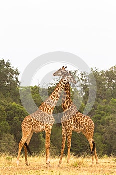 The battle in the savannah. Neck instead of fists and teeth. Masai Mara, Kenya