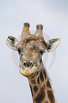 Battle scarred veteran giraffe with oxpecker