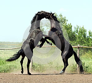 Battle of two black stallion photo