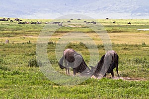 Battle of two. Inside the crater of Ngorogoro. Tanzania