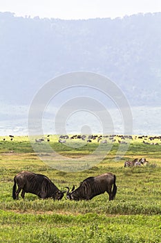 Battle of two wildebeest antelopes. Inside the crater of Ngorogoro. Tanzania