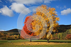 Battlefield Park, Lake George, New York photo