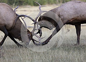 Battling bull elk in rut season