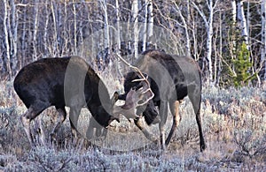 Battling Bull Moose near Grand Teton National Park in Jackson, Wyoming