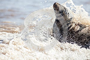 Battling elements. Seal with sea water splashing over the face