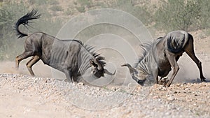 Battling Wildebeests about to smash heads.