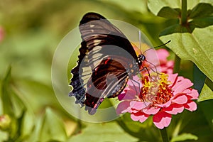 Battus polydamas, the gold rim or tailless swallowtail butterfly with closed wings on pink Zinnia flower.