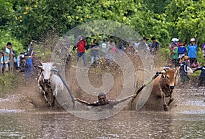 BATU SANGKAR, WEST SUMATRA, ID - NOV. 16th 2019 : Pacu Jawi is an event where cows and bulls race through the muddy paddy field wi