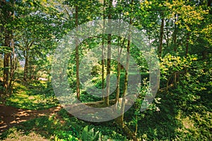 Batumi, Adjara, Georgia. Fallen Tulip Tree In Botanical Garden In Sunny Summer Day. Spring Forest Landscape