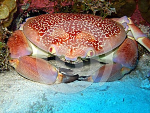 Batwing Coral Crab