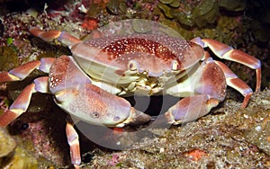 Batwing coral crab