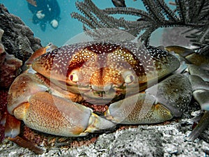 Batwing Coral Crab (Carpilius corallinus) on the reef in the Carribbean Sea, Roatan, Bay Islands, Honduras