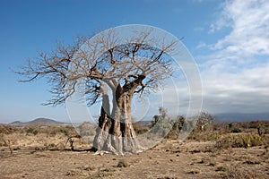 Baubab Tree in the bush