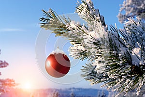 Baubles hanging on a christmas tree