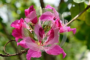 Bauhinia