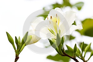 Closed-up look of Bauhinia acuminata L flower photo
