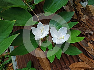 Bauhinia acuminataÂ look so beautiful when it bloom
