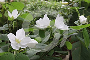 Bauhinia acuminata white orchid plant on nursery