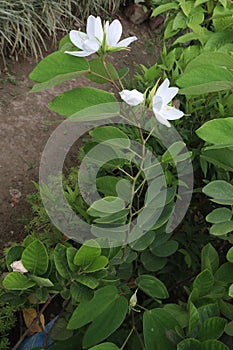 Bauhinia acuminata white orchid plant on nursery