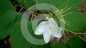 Bauhinia acuminata, White orchid tree photo