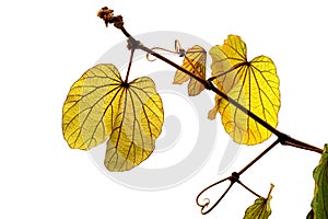 (Bauhinia aureifolia K.Larsen & S.S.Larsen), leaf form and texture
