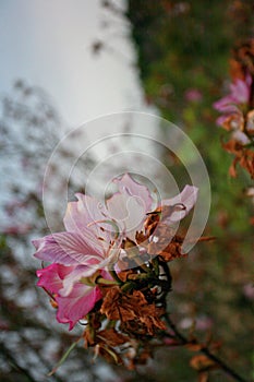 Bauhinia blakeana