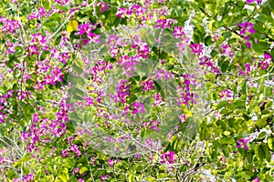 Bauhinia blakeana flower blooming