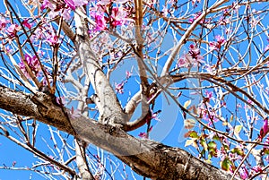 Bauhinia x blakeana flowering tree. Common Names: Blake`s Bauhinia, Hong Kong Orchid Tree, Butterfly Tree.