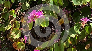 Bauhinia branch close up with purple pink orchid shape flowers. Orchid tree in bloom