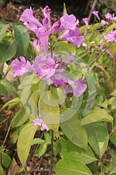 Bauhinia flower plant on farm