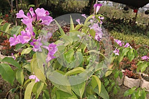 Bauhinia flower plant on farm