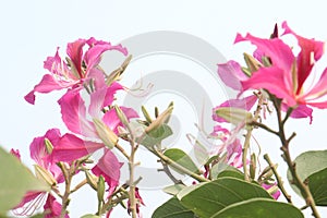 Bauhinia flower plant on farm