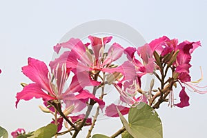 Bauhinia flower plant on farm