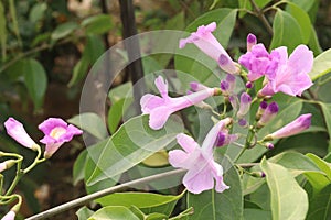 Bauhinia flower plant on farm