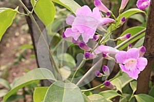 Bauhinia flower plant on farm