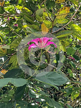 Bauhinia Flower, Princeville Botanical Gardens, Kauai, Hawaii, USA